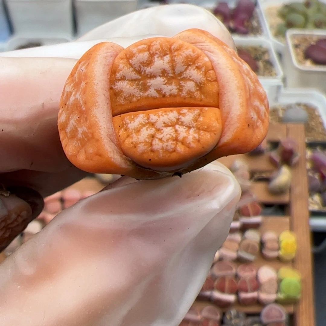 c****m01037号拿铁多肉植物