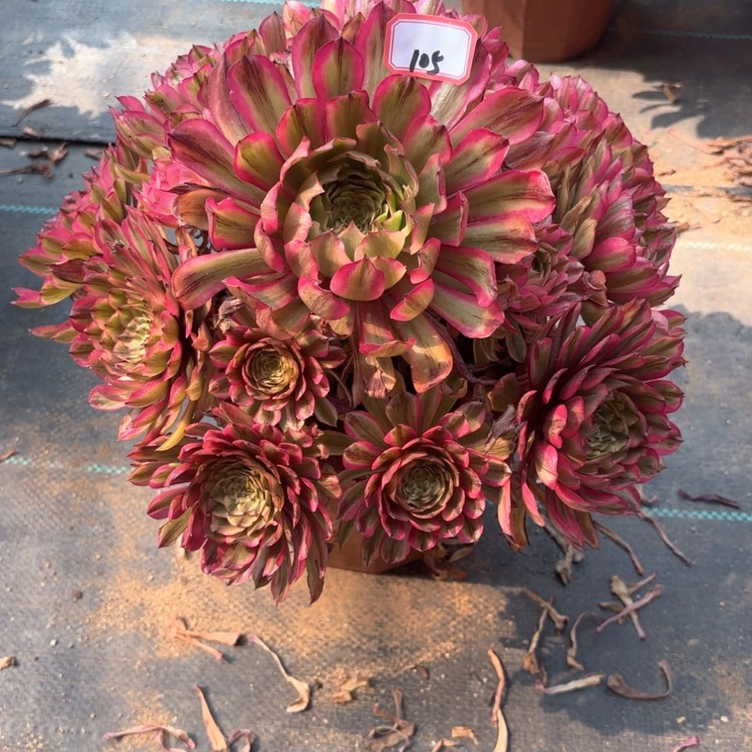 无花朵105仙子多肉植物绿植