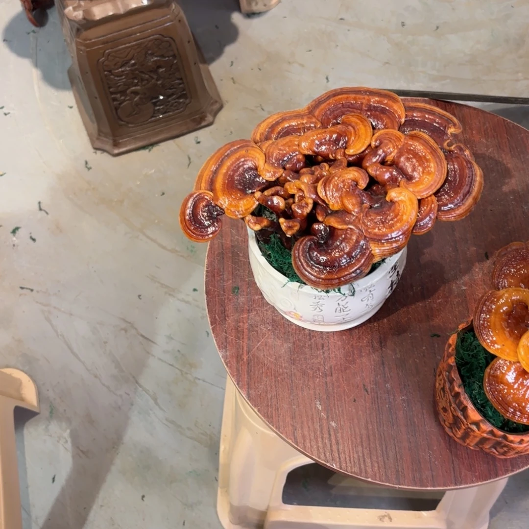 灵芝88888888888888888888