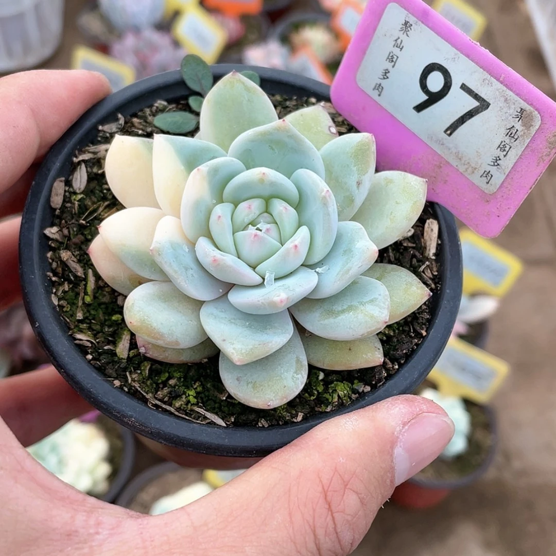 【闪购商品】97号的