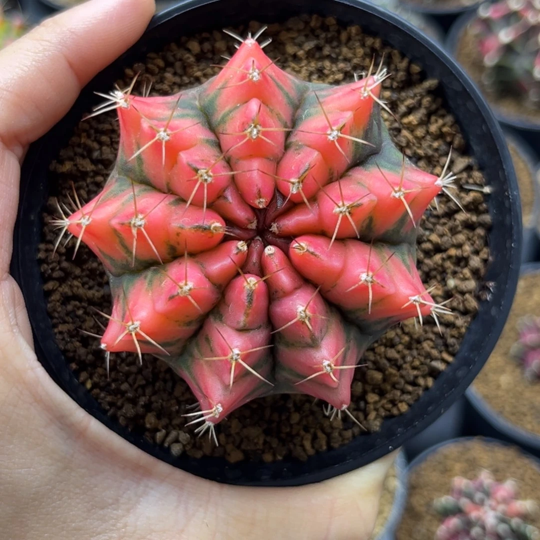 一物一拍带盆土发