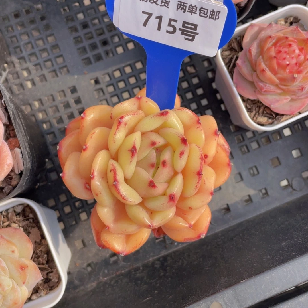 715号韩版金桔大单头一个