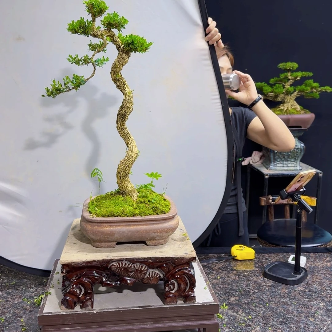 无花朵高端黄杨产品系列