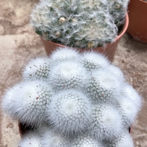 白星白小丁仙人球25米星人