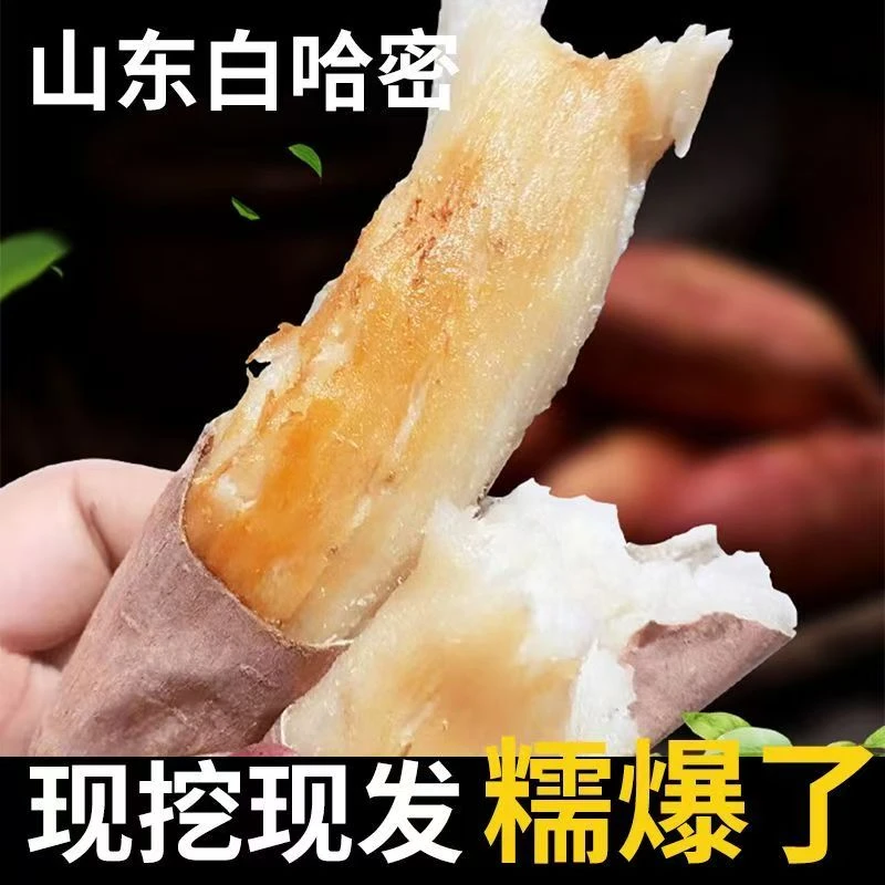 [冰糖哈密]沭小莹新鲜现挖白心红薯哈密粉糯香甜正宗产地包邮