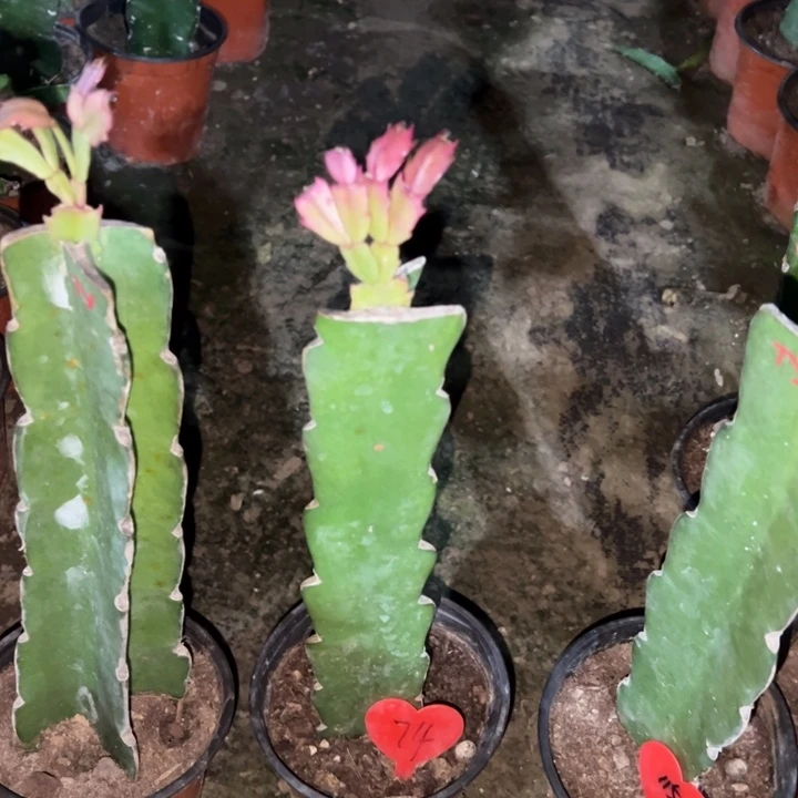 小***货当前无花栽培后可以开花太阳74