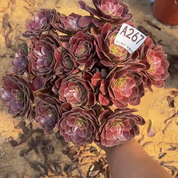 黑魔多肉植物267.