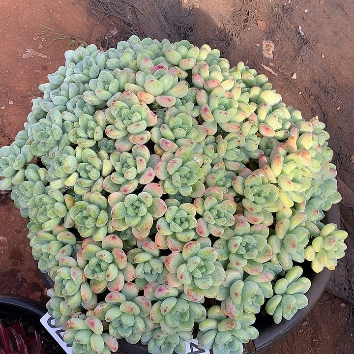 473劳尔一物一拍多肉