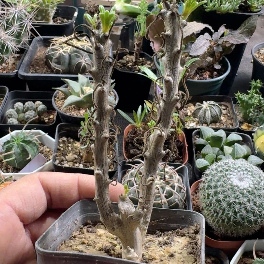 214夜叉姬脱土发货自根