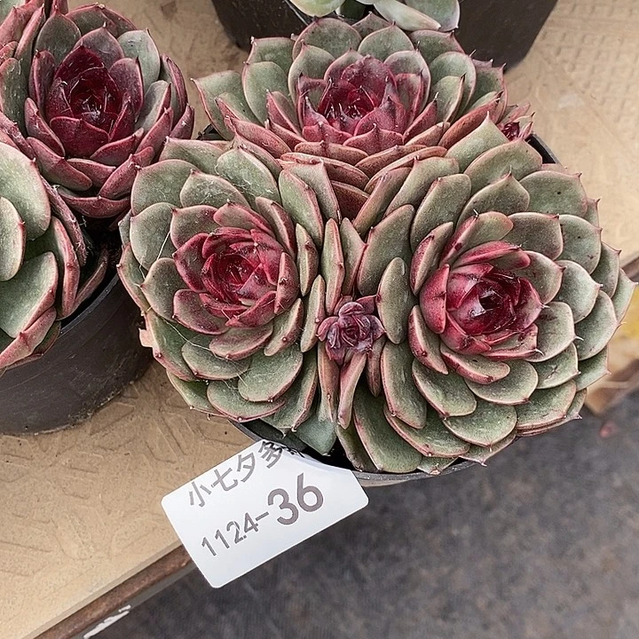 落****小七夕多肉不知名36