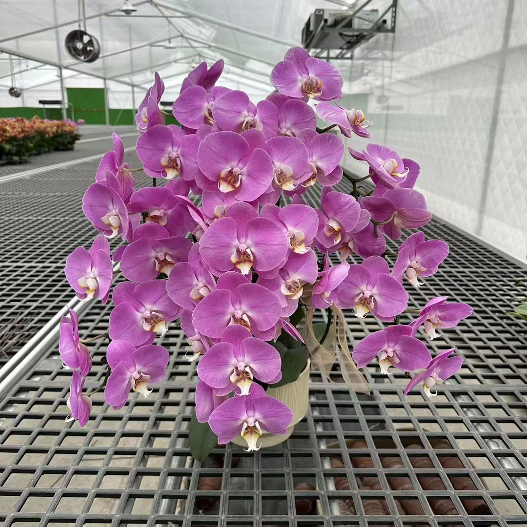 【粉宝图】精品蝴蝶兰 粉色花型 室内精品观赏 真花