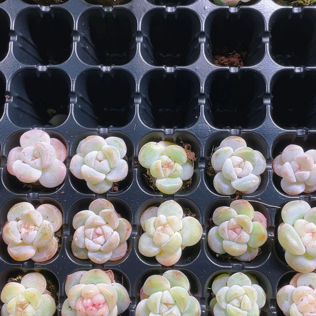 玉蝴蝶？穴一个满25包邮