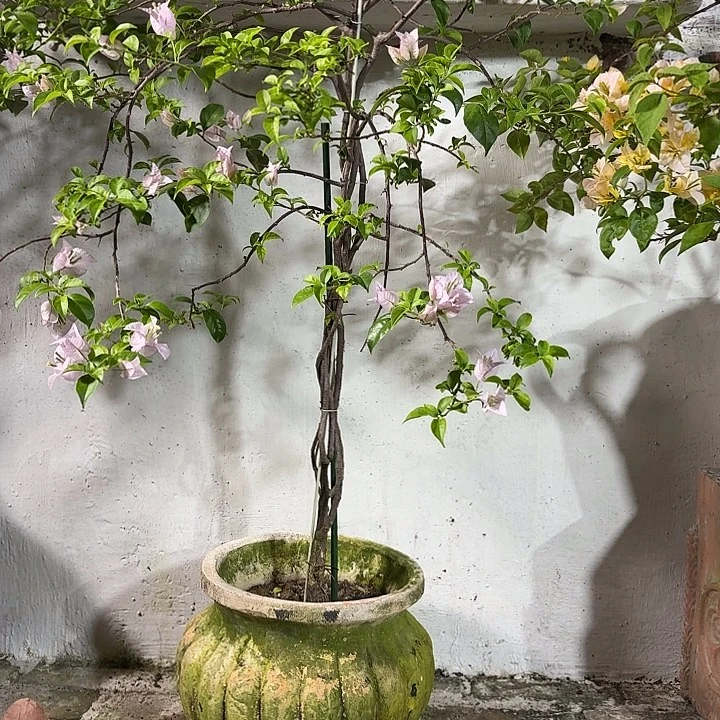 许纯的花房 南瓜复古白