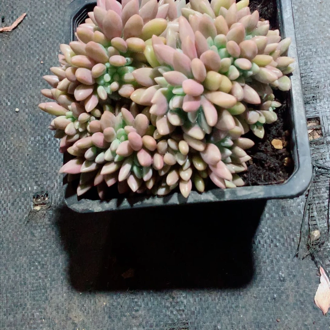 多肉植物多肉植物