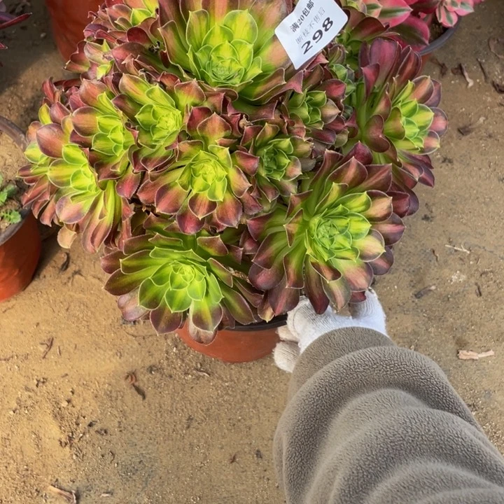 298韶华法师多肉断枝不售后