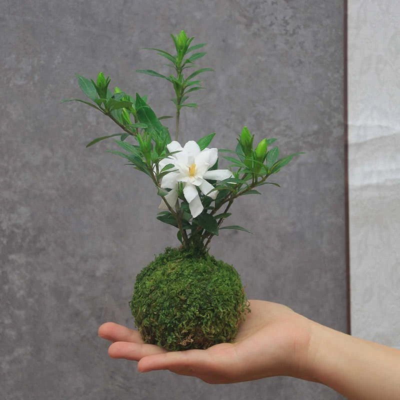 浓香小叶栀子花盆栽苔藓球水培开花植物室内桌面小盆景耐寒