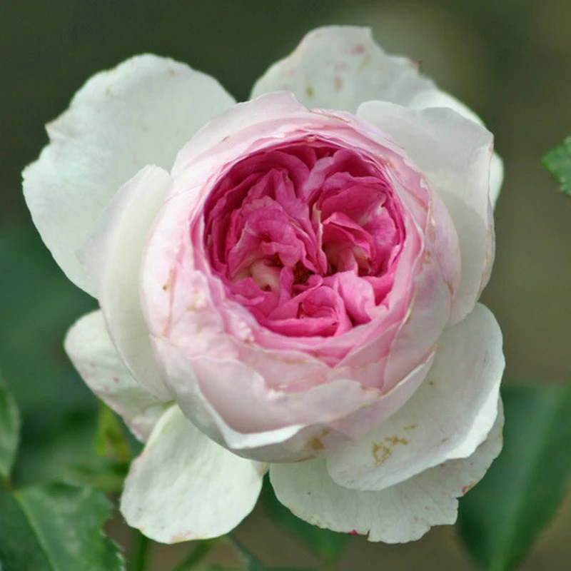 【维萨里】大花四季灌木