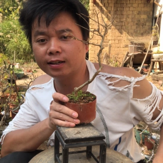 无花朵盆景盆栽（不退不换不包成活率）