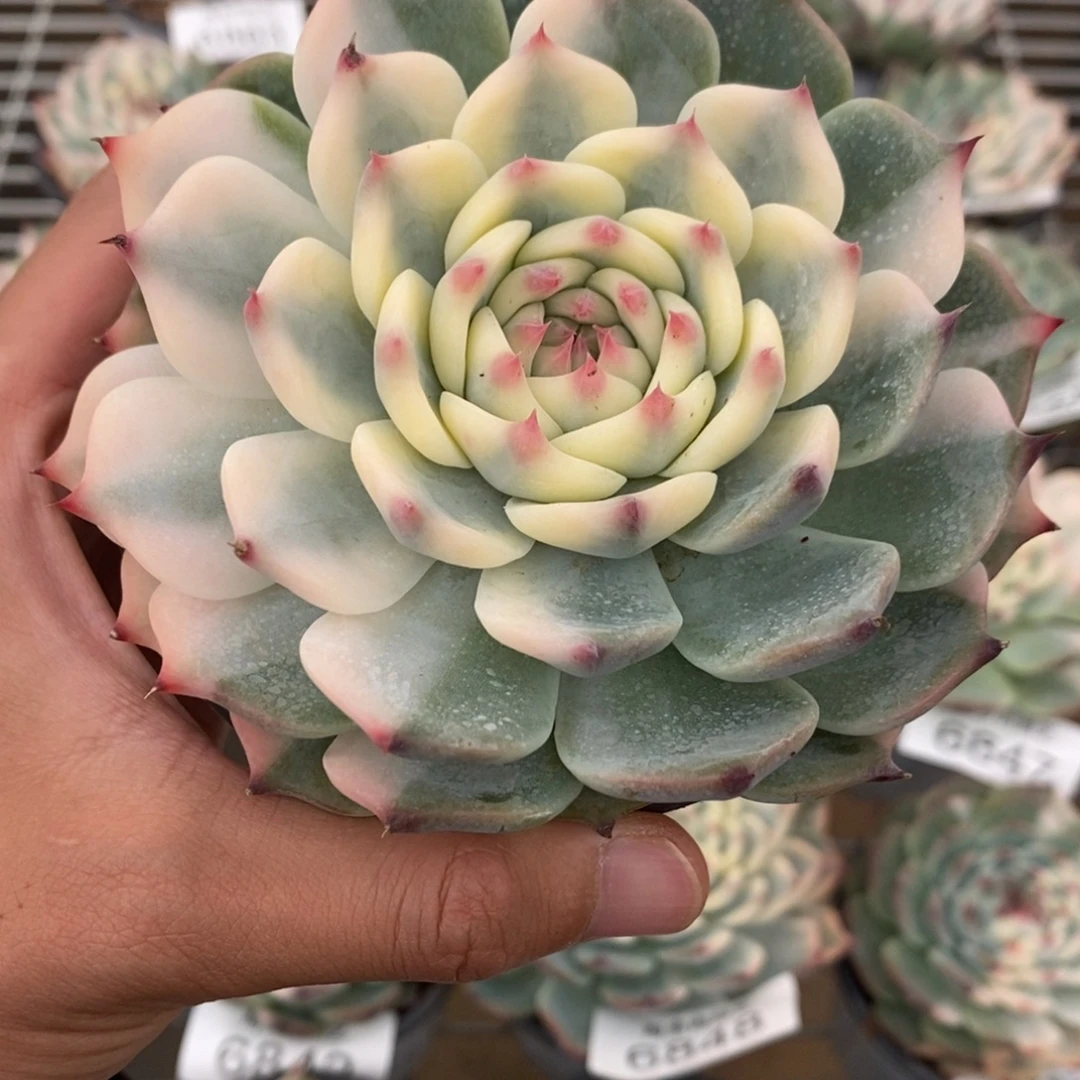 吉娃娃锦多肉植物6867