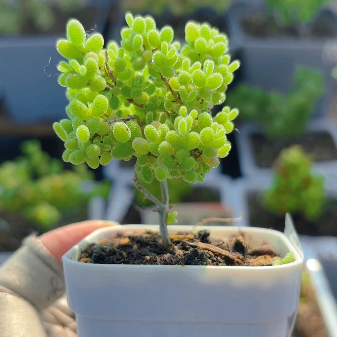 奶****?蜜橘糖球178。