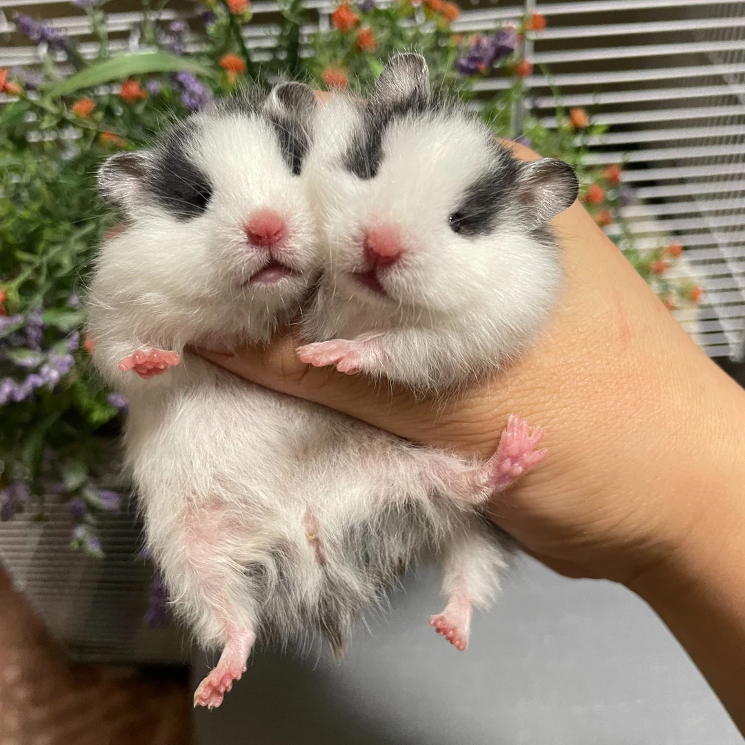 家养宠物金丝熊仓鼠活体直毛卷毛波利眼线金丝熊大体健康包邮包活