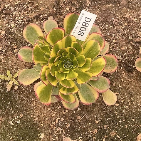 808水中月多肉法师