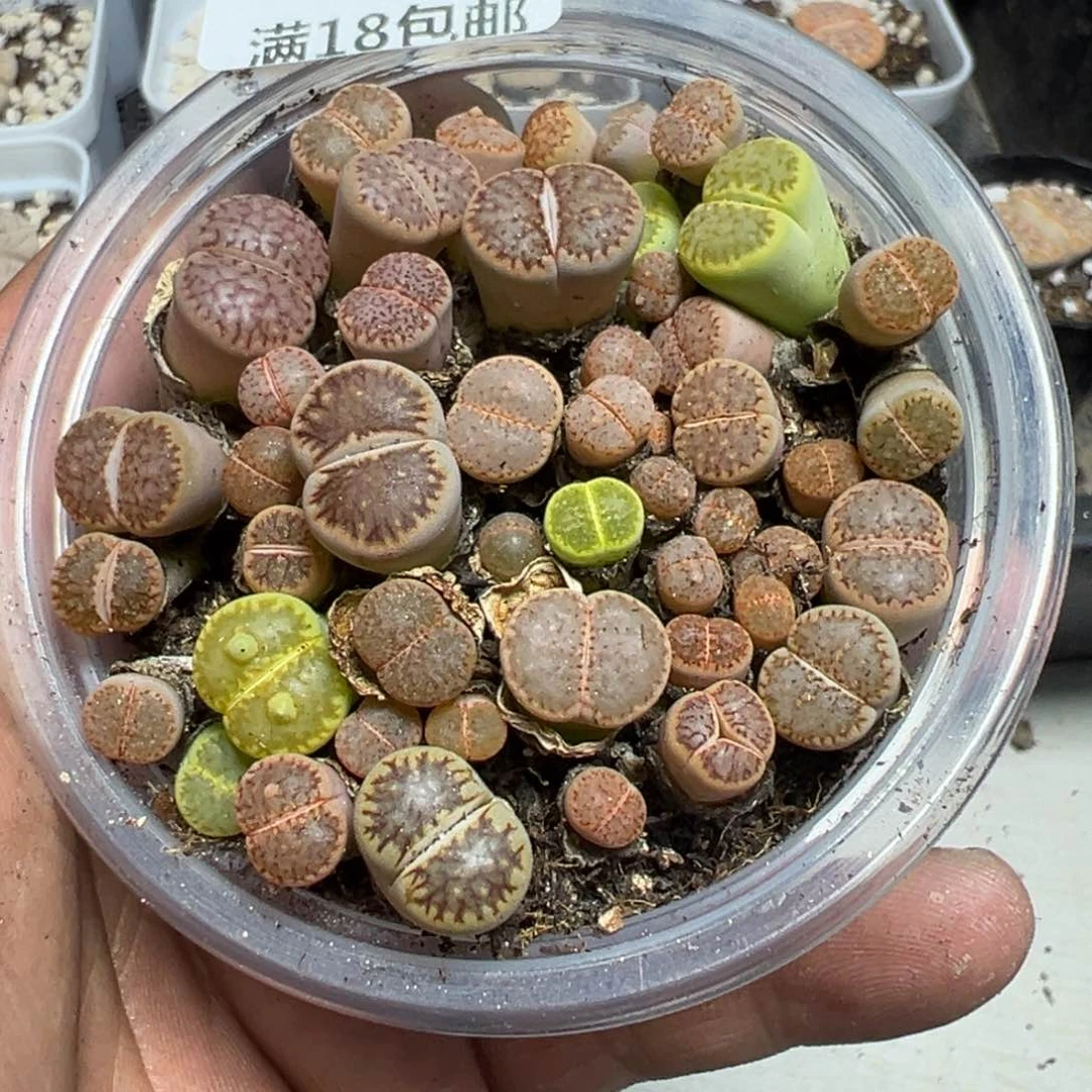 【闪购商品】 272。