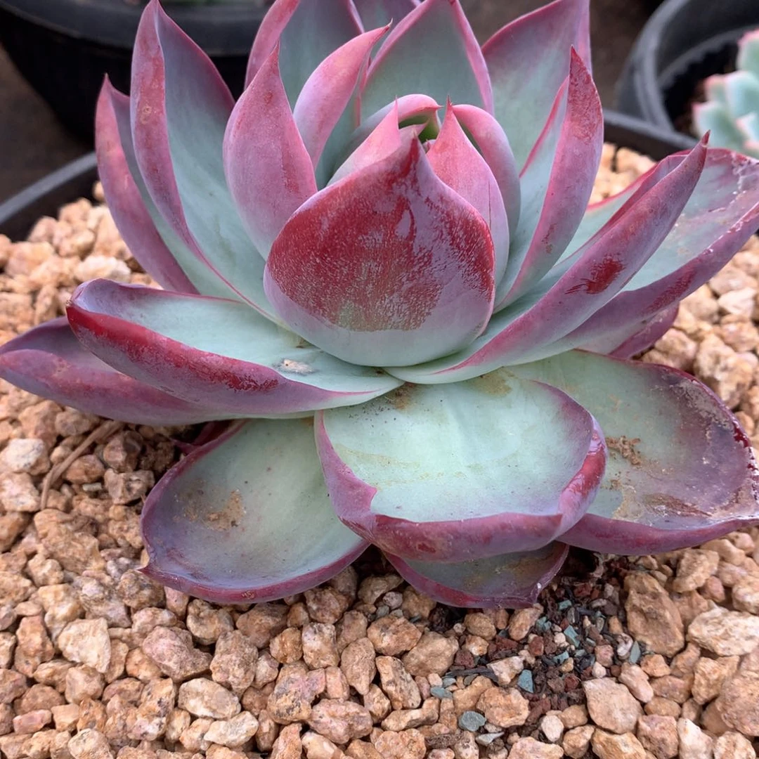 惊鸿仙子1400晓晓一物一拍