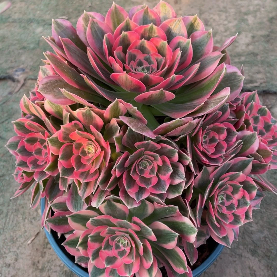 明****1801粉女郎精品法师多肉