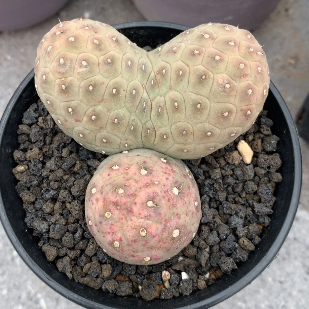 用****6仙人球仙人球仙人球