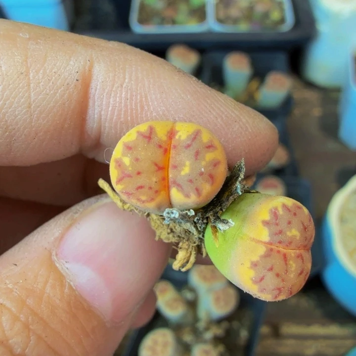 *️****多肉葡萄我真的50