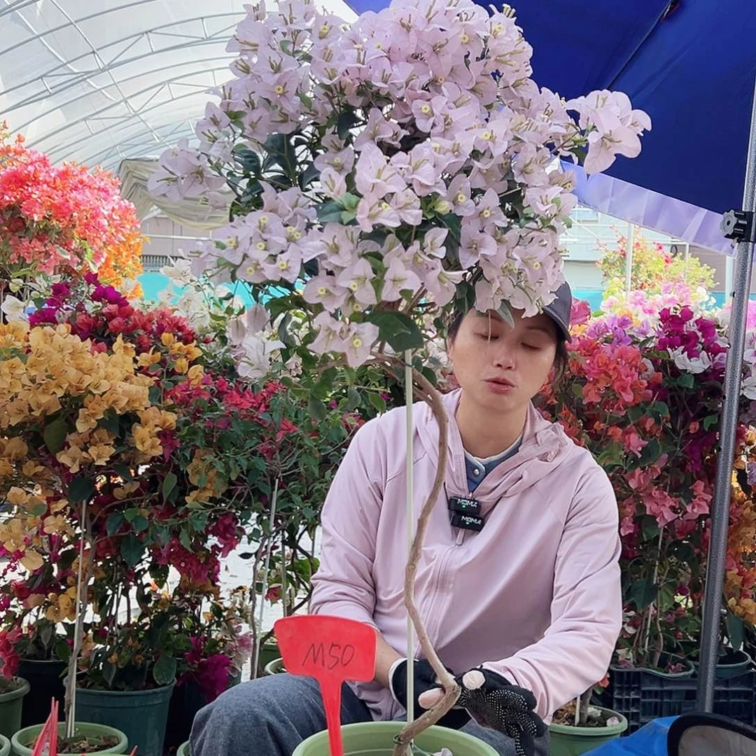 M***烀大部分花苞少量开放M50苹果花