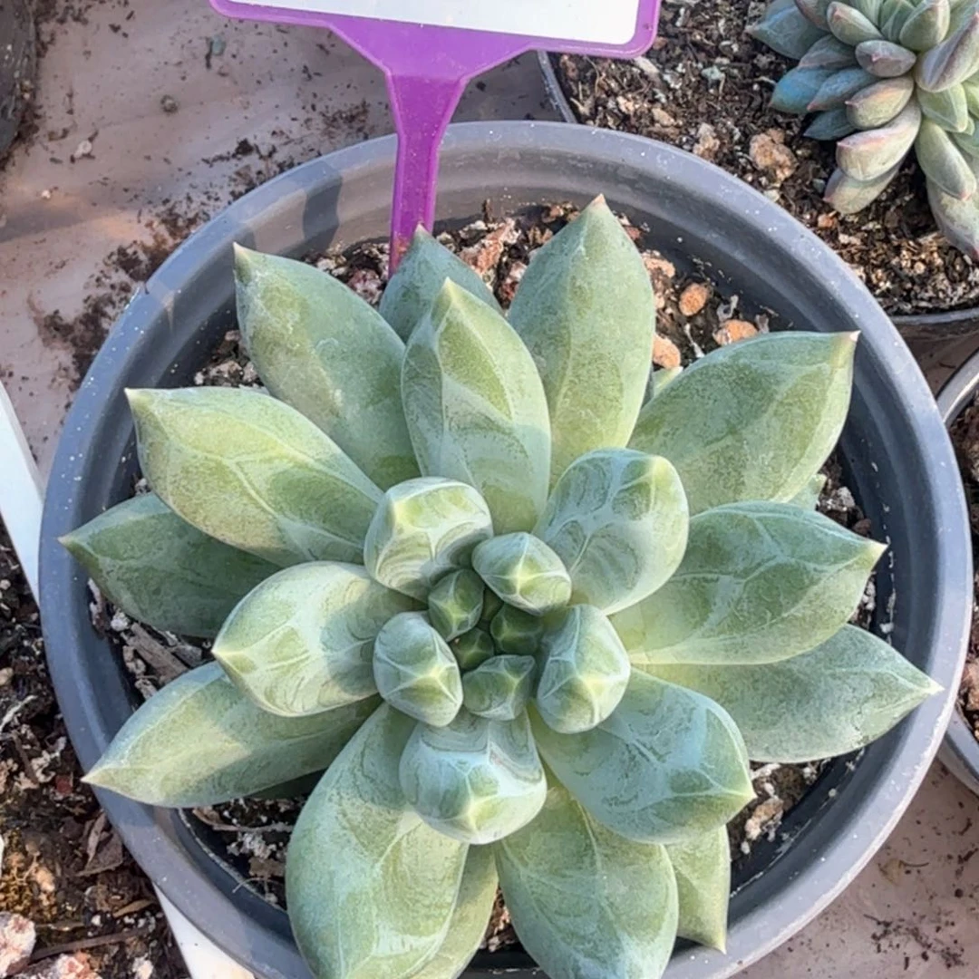 重楼多肉植物846.