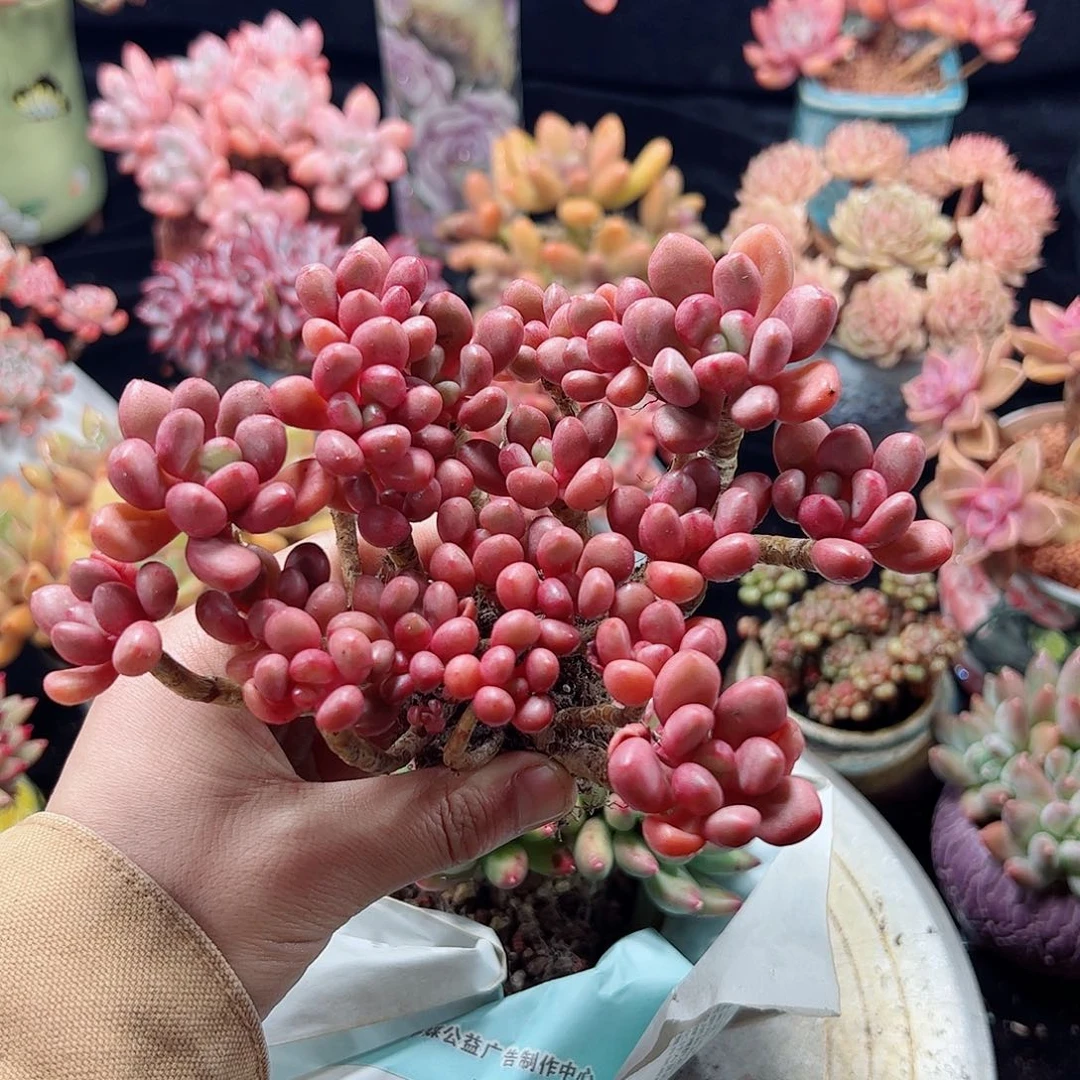 然然精品多肉老桩