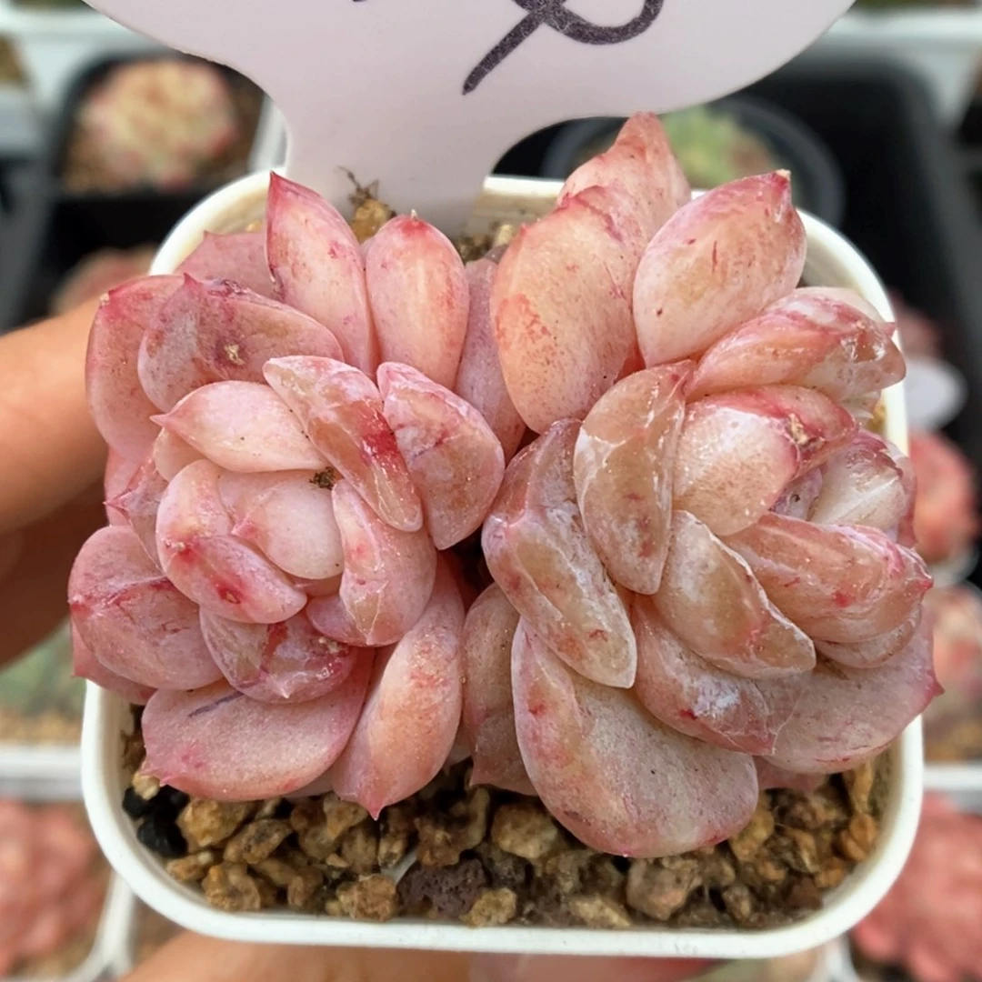 糖心石化双头可拍574号