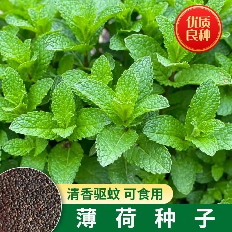【可食用薄荷种子】四季阳台盆栽薄荷种籽驱蚊驱虫庭院香水优质种子