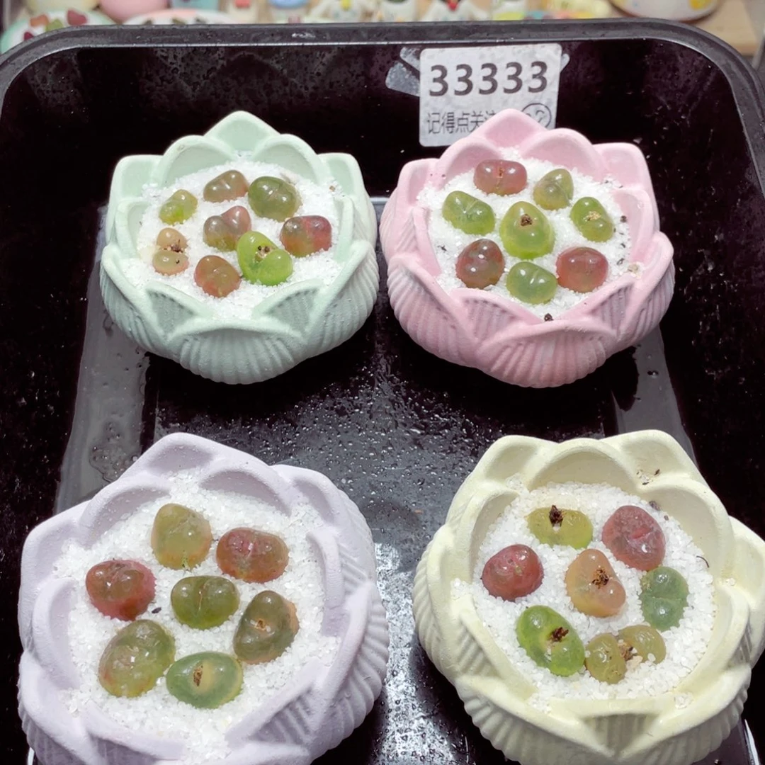 w33333莲花速干盆毛毛 一份一盆量拍