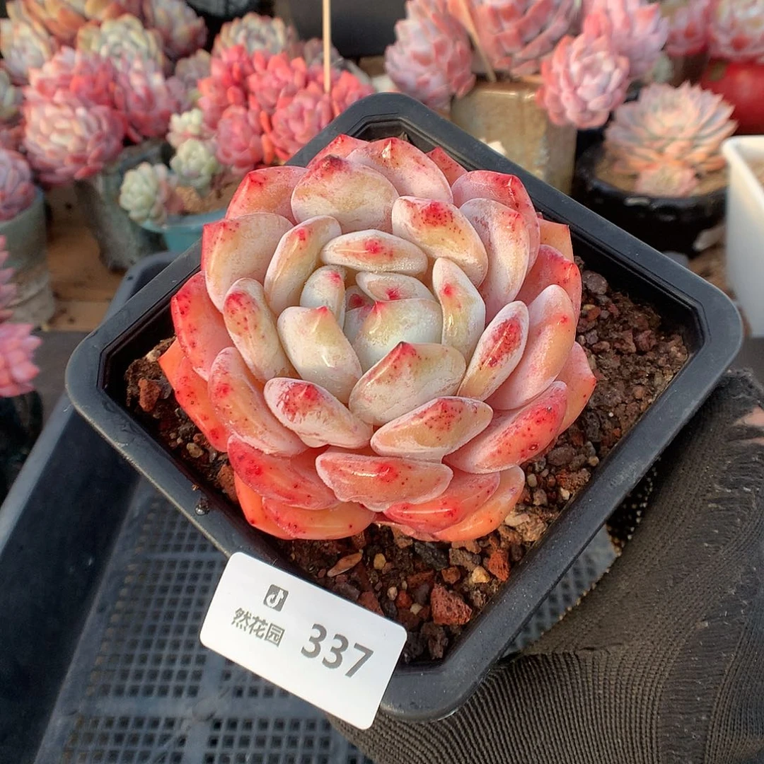 337星橙多肉植物666666