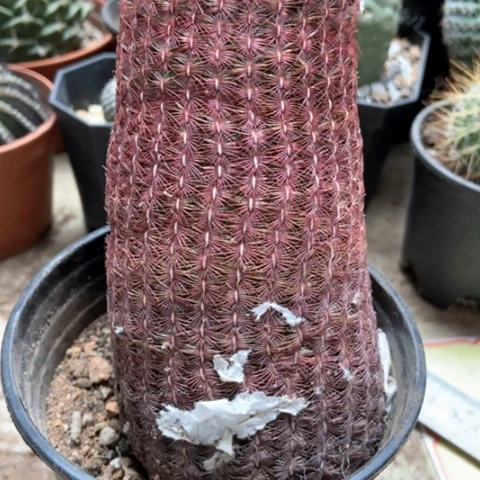 红太阳仙人球12米仙人球