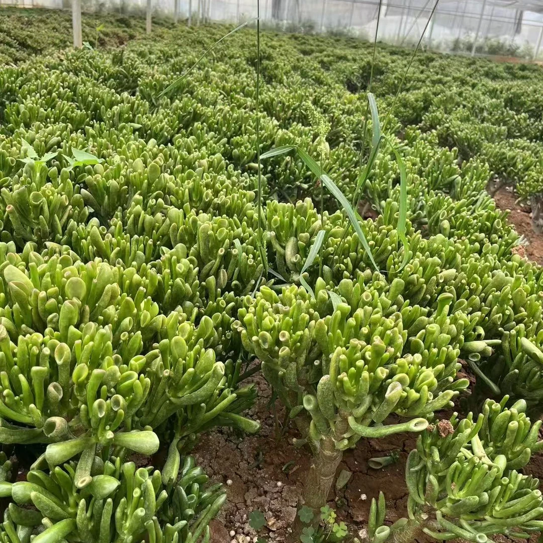 3年以上老桩吸财树,好看又好养,(不带盆脱土发货)