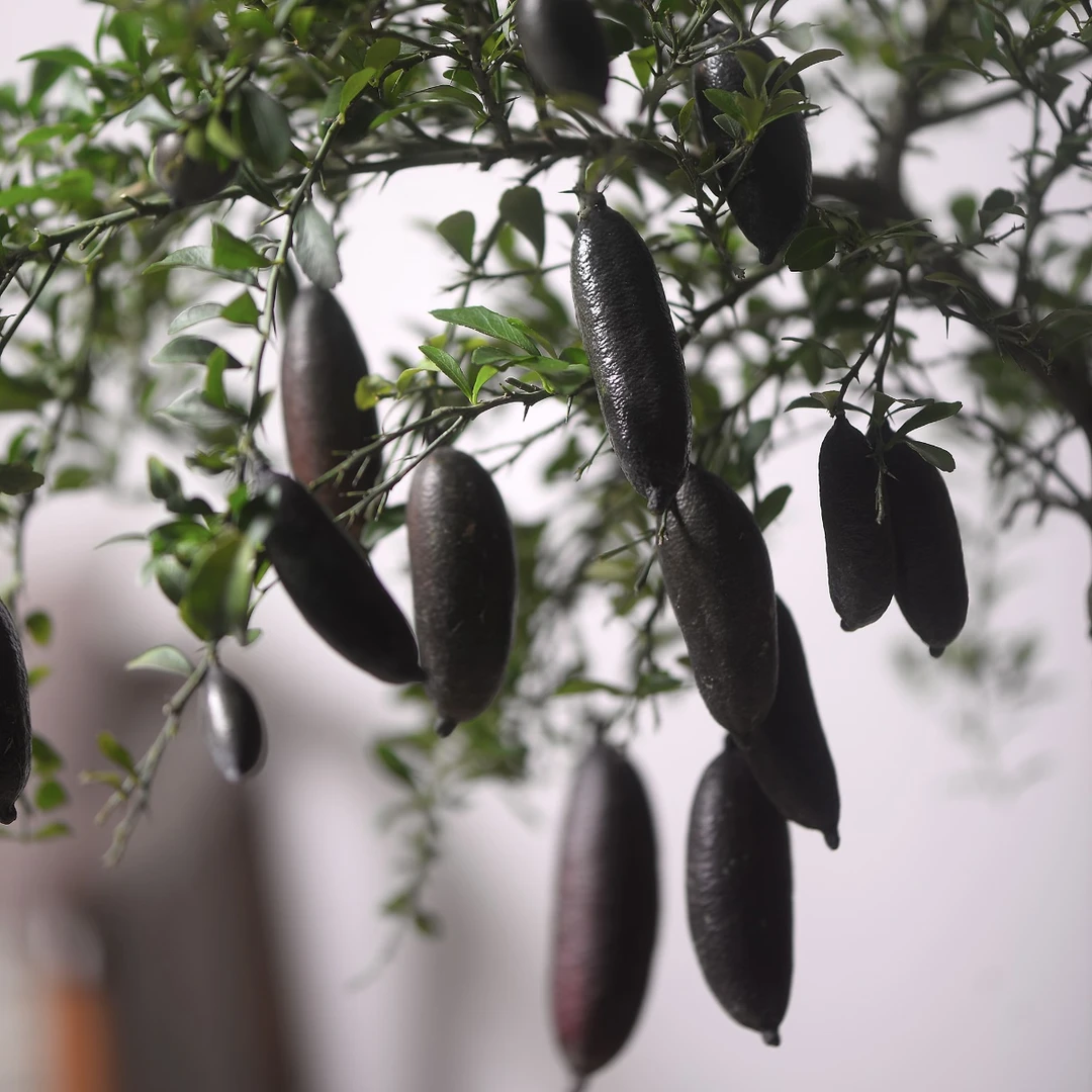 （花王）澳州手指柠檬·阳台花园庭院地栽盆栽·原盆原土