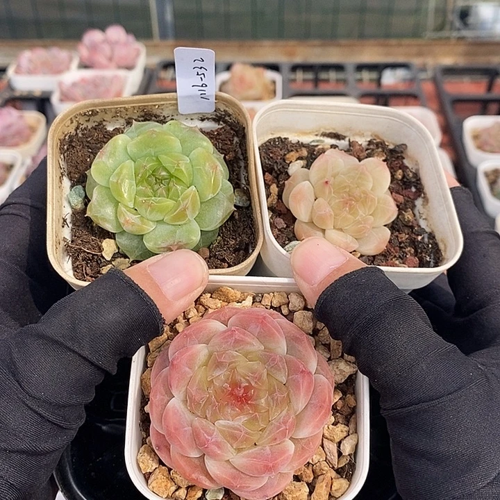 1116-32，黄糯心3个