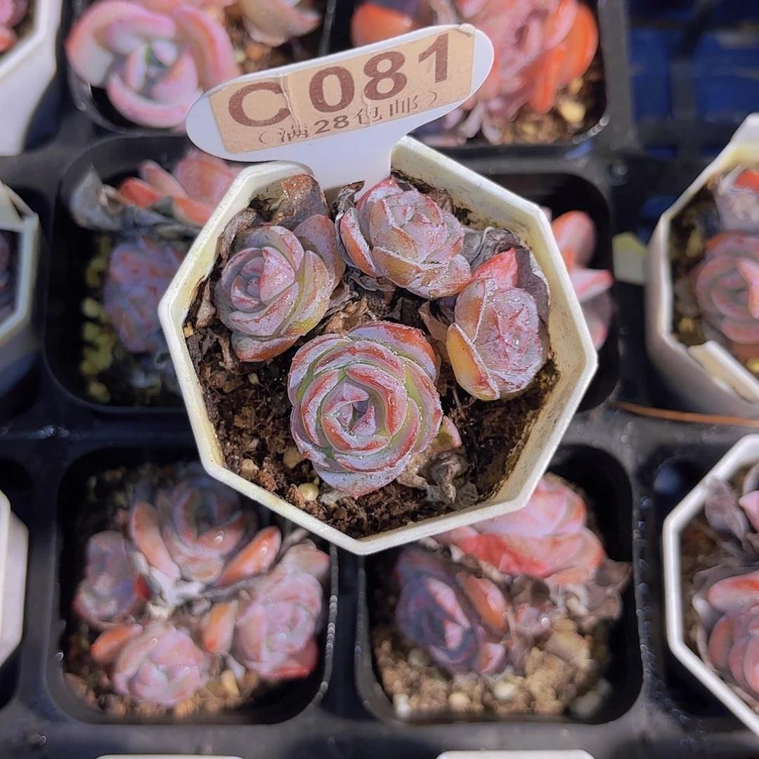 C081布鲁兰一物一拍