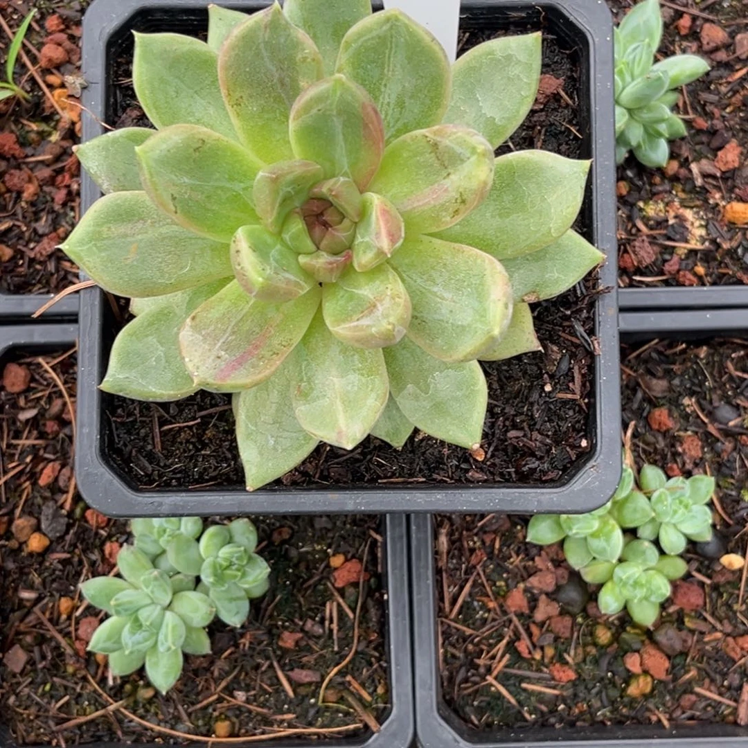 麋鹿泡泡多肉植物699