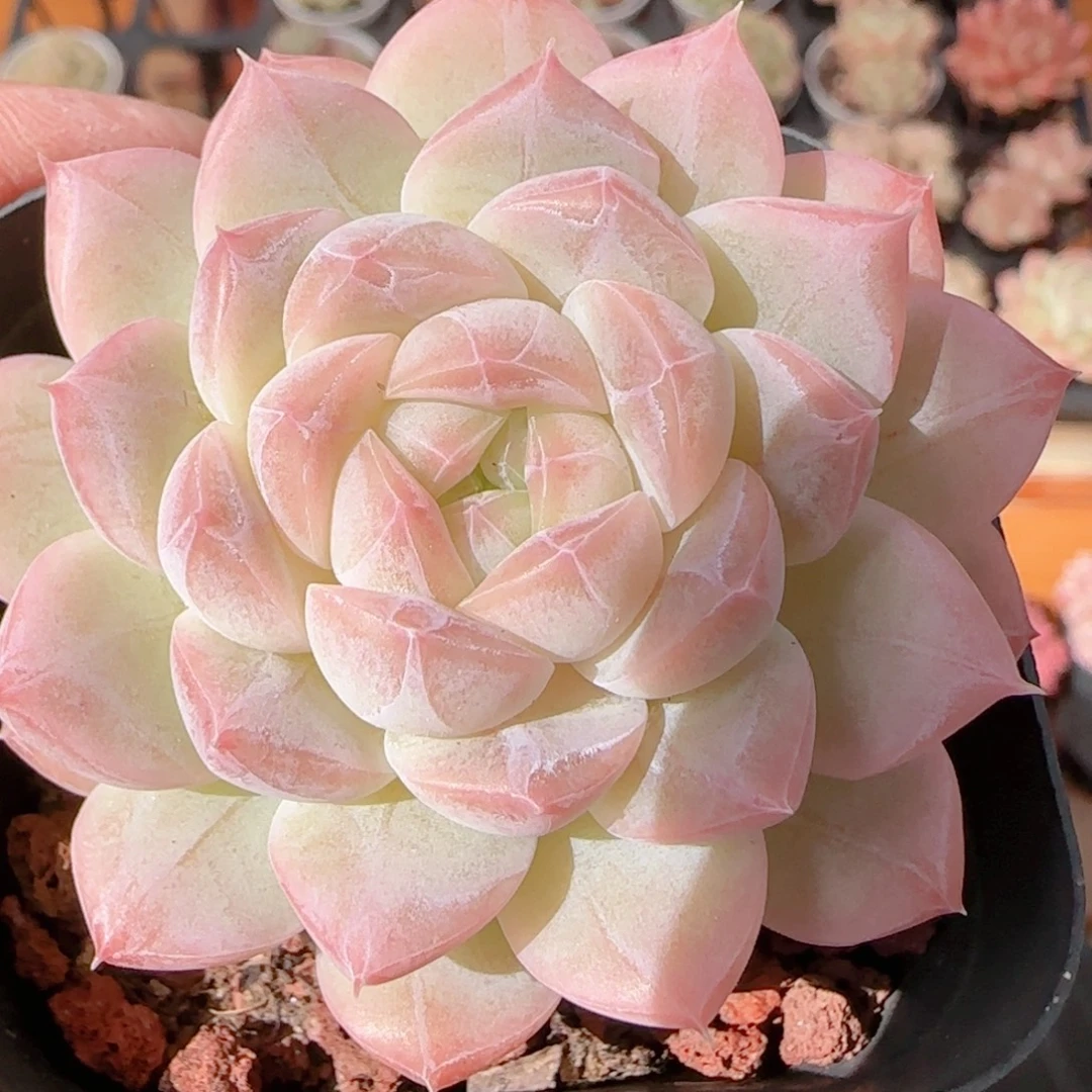 花语多肉1211-257溏心