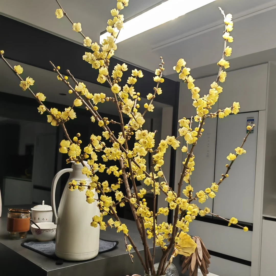 【中国腊梅】耐寒浓香腊梅花树庭院地栽盆栽适合冬季种植花卉