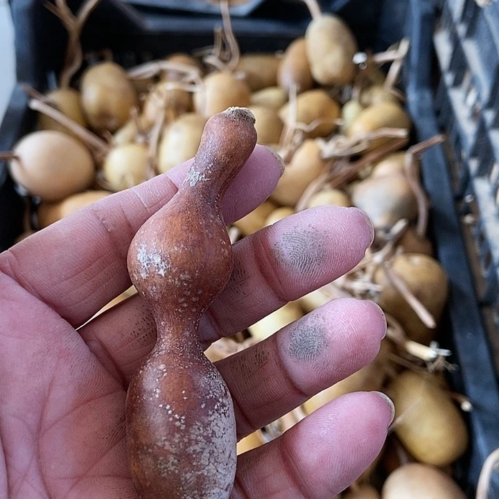 三*sh h xi djwb d s