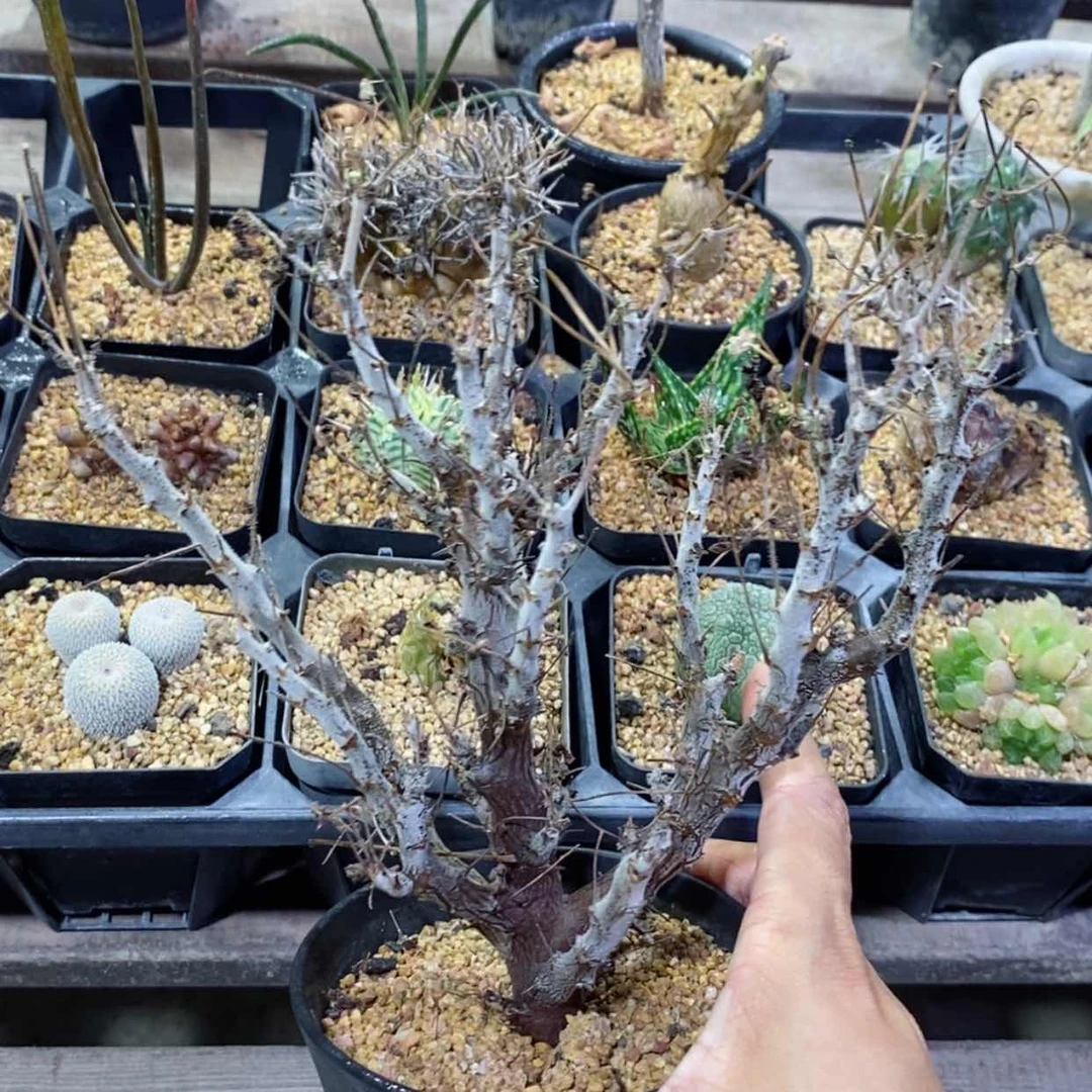 【闪购商品】沙漠洋葵