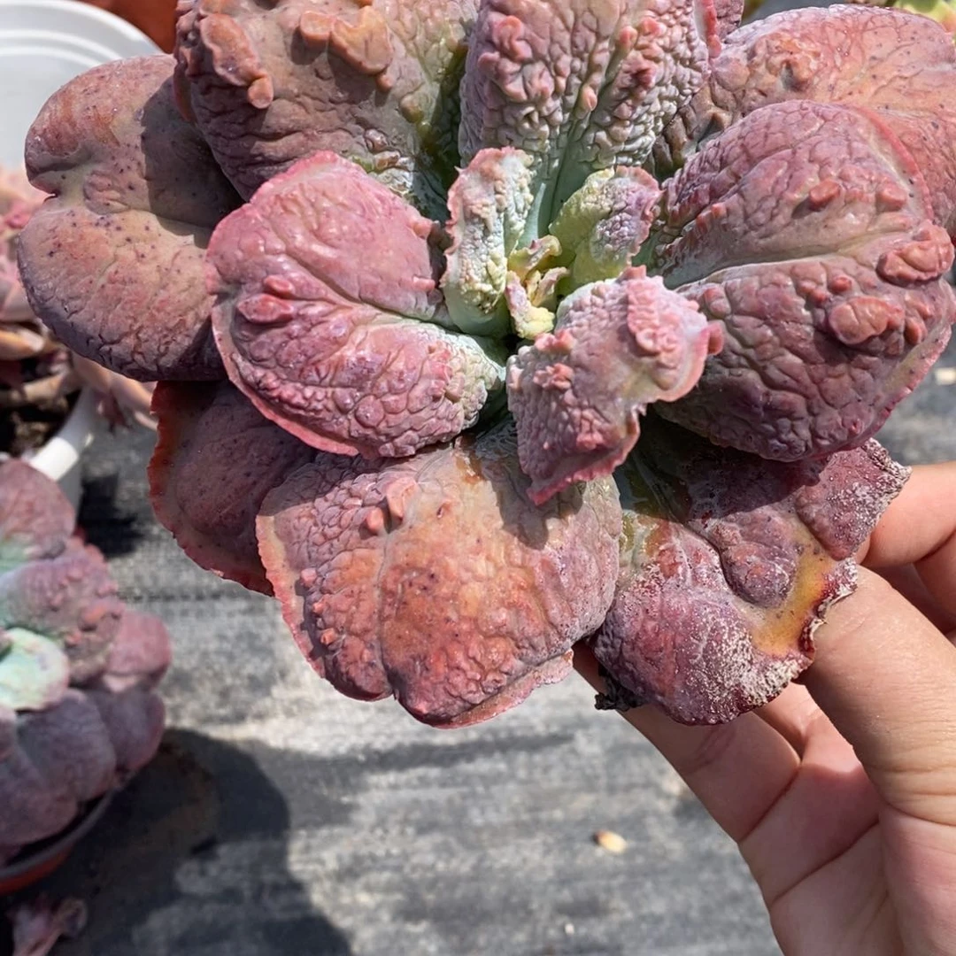 狂野男爵大单头老桩