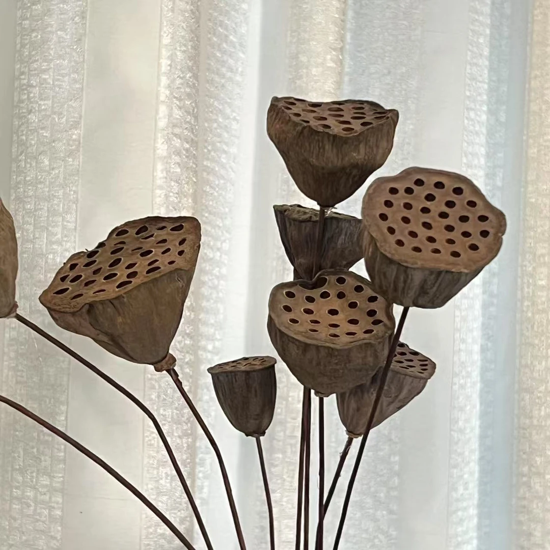 【好运莲莲】禅意干花真花莲蓬干花荷花风干装饰中式摆件客厅